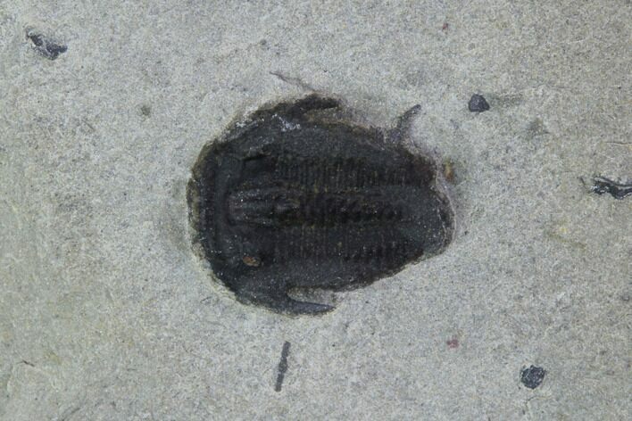 Bolaspidella Trilobite From Wheeler Shale, Utah #97204